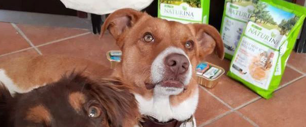 come mantenere in salute il pelo e la pelle del tuo cane?